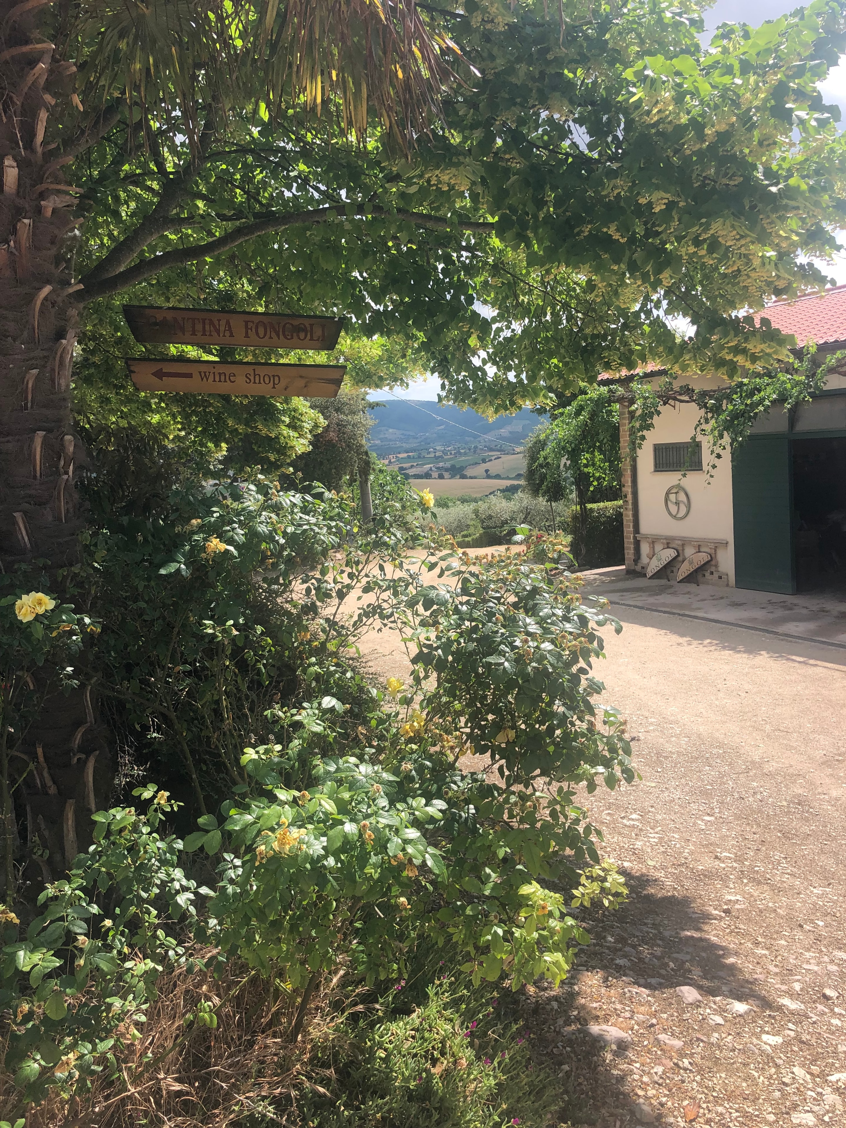 Vineyard photograph