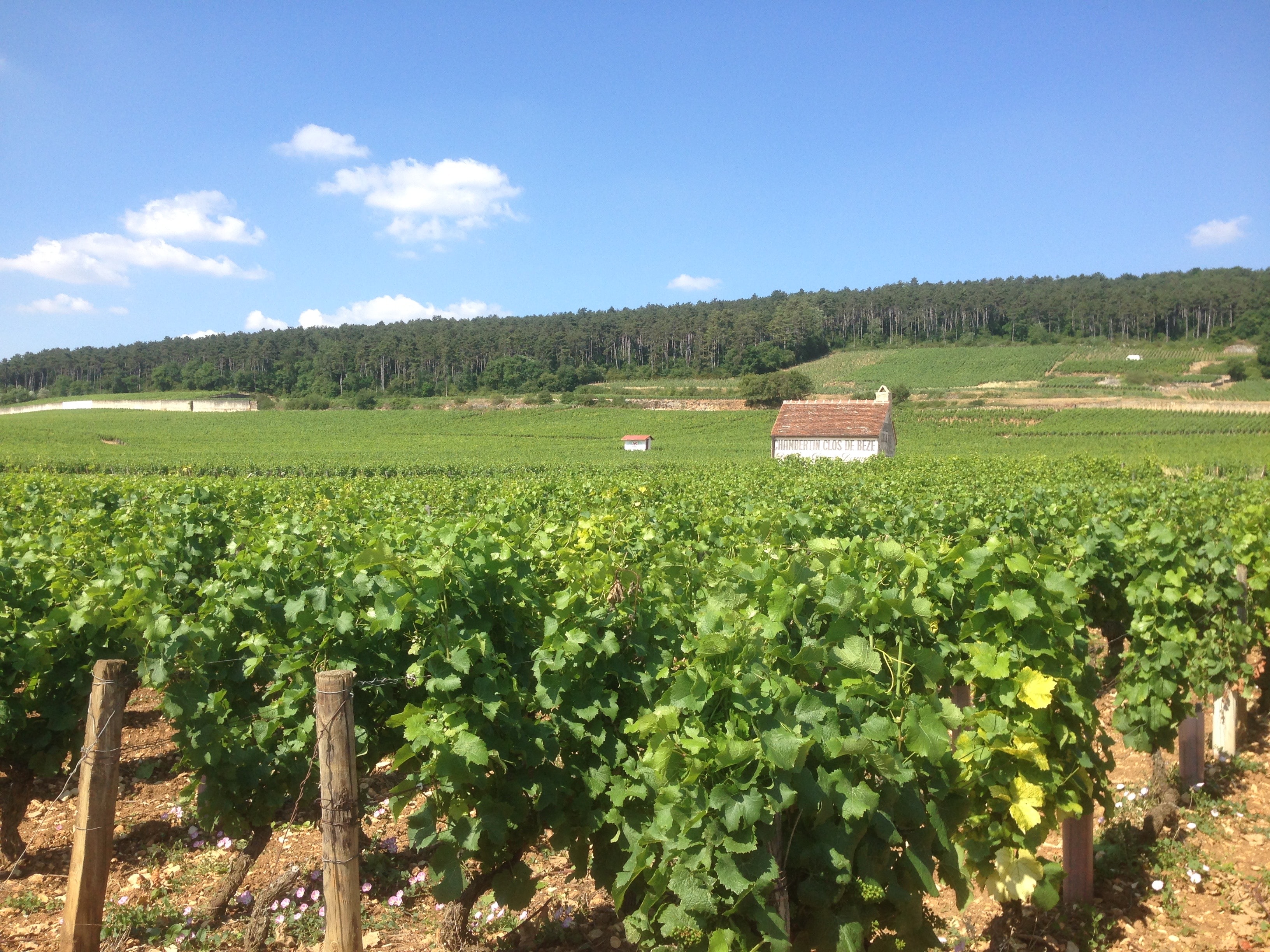 Vineyard photograph