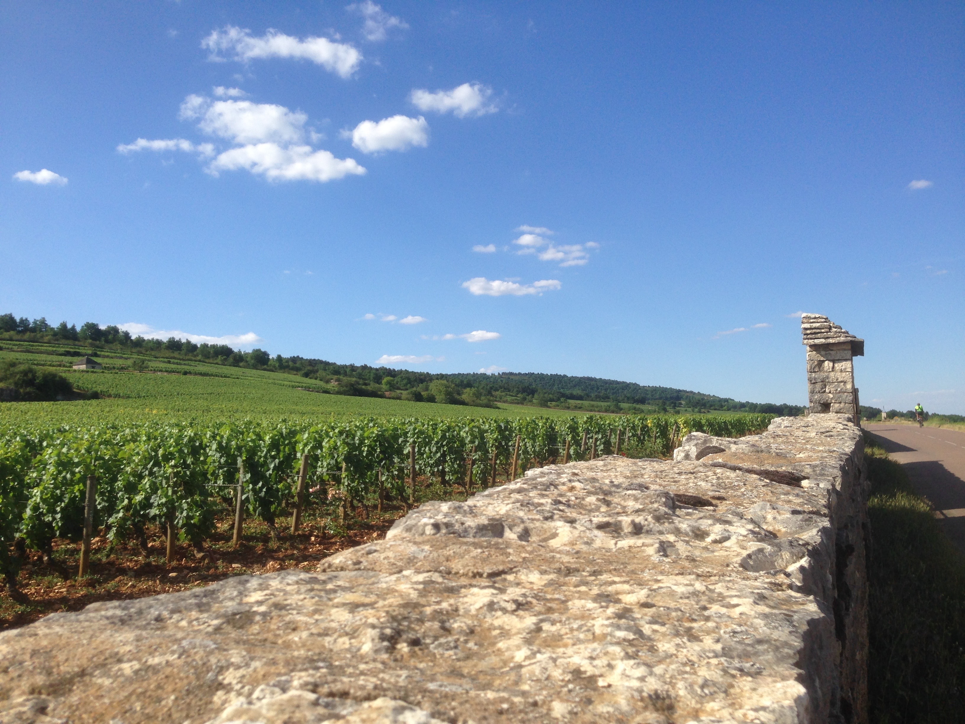 Vineyard photograph